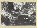 BOUGAINVILLE. 1945-03-31. JEEPS CARRY LORD WAKEHURST