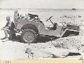 WESTERN DESERT, EGYPT. 1942-07-30 at El Alamein